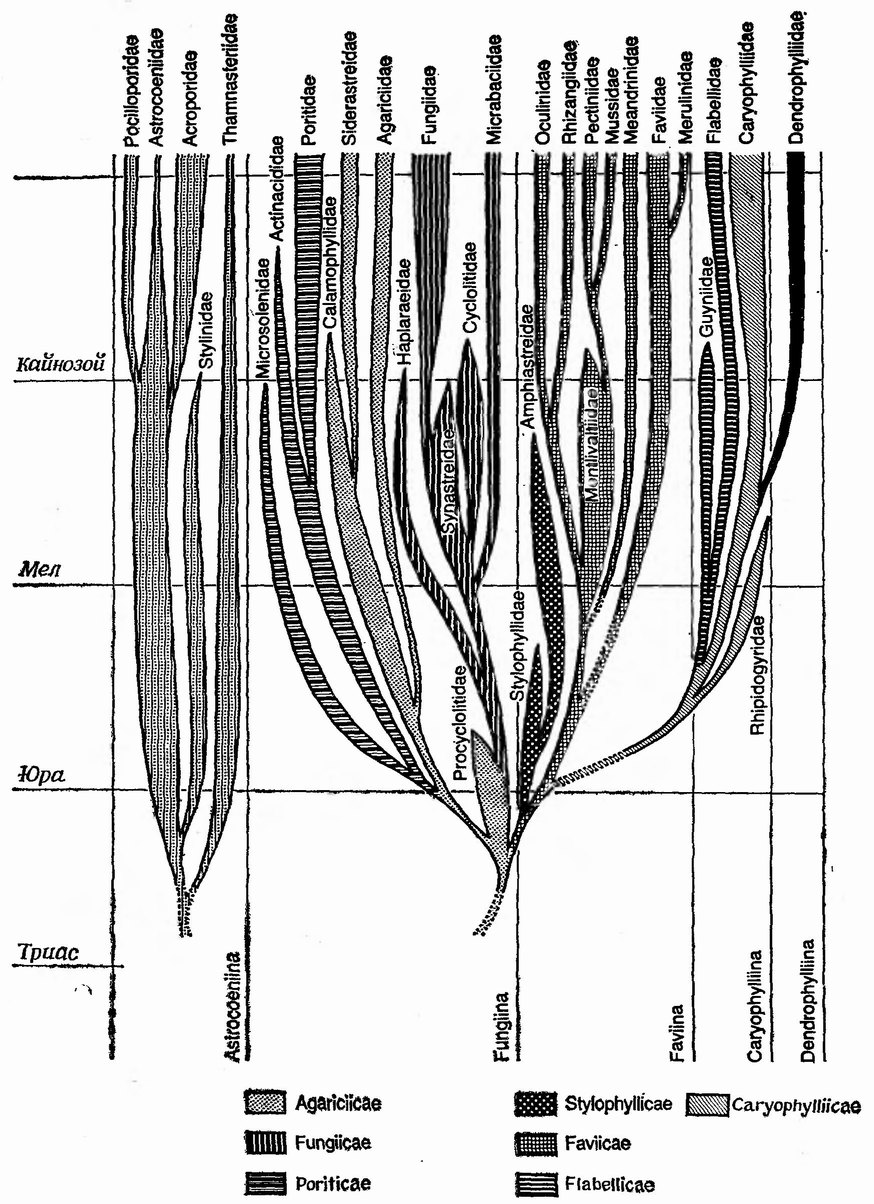 Фиг. 113. Филогенетическое древо Scleractinia (шестилучевые кораллы) [229]. Показаны подотряды (их 5), надсемейства (различаются штриховкой) и семейства