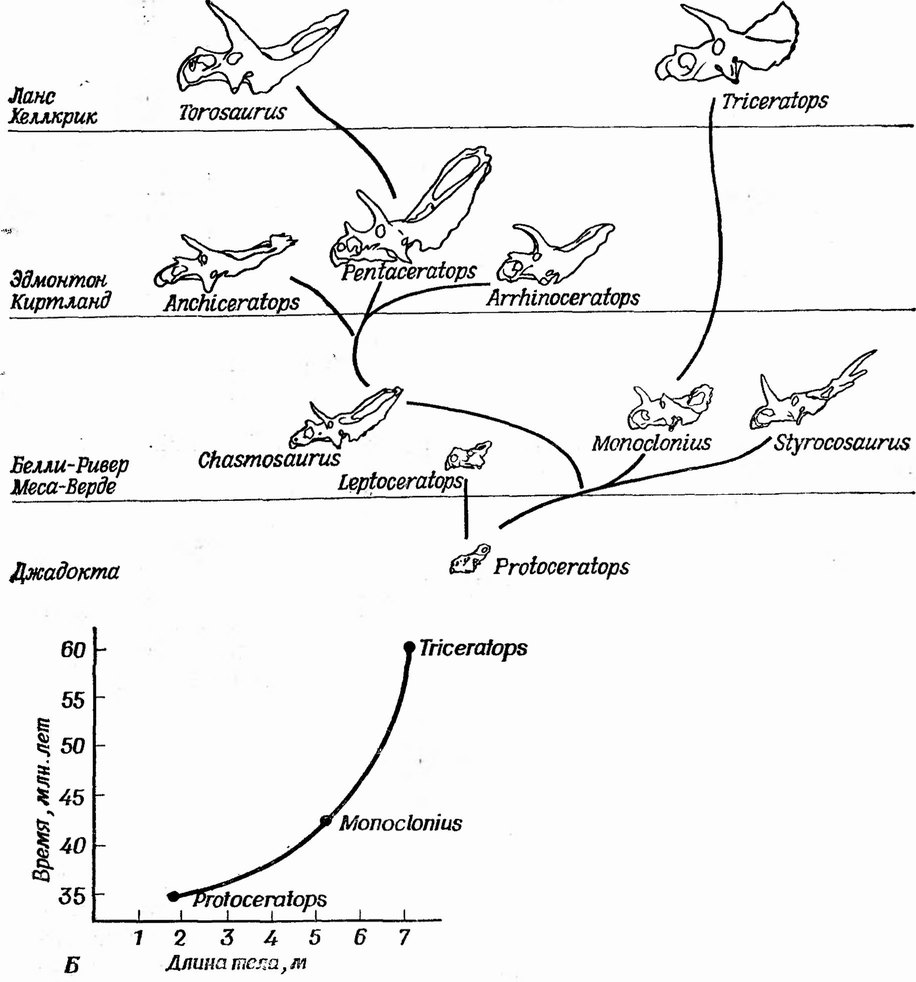 Фиг. 115. Возрастание длины тела в процессе эволюции родов рогатых динозавров (верхний мел, США) [31]. А. Филогения североамериканских рогатых динозавров. Б. Увеличение Длины тела в ходе эволюции от Protoceratops к Triceratops