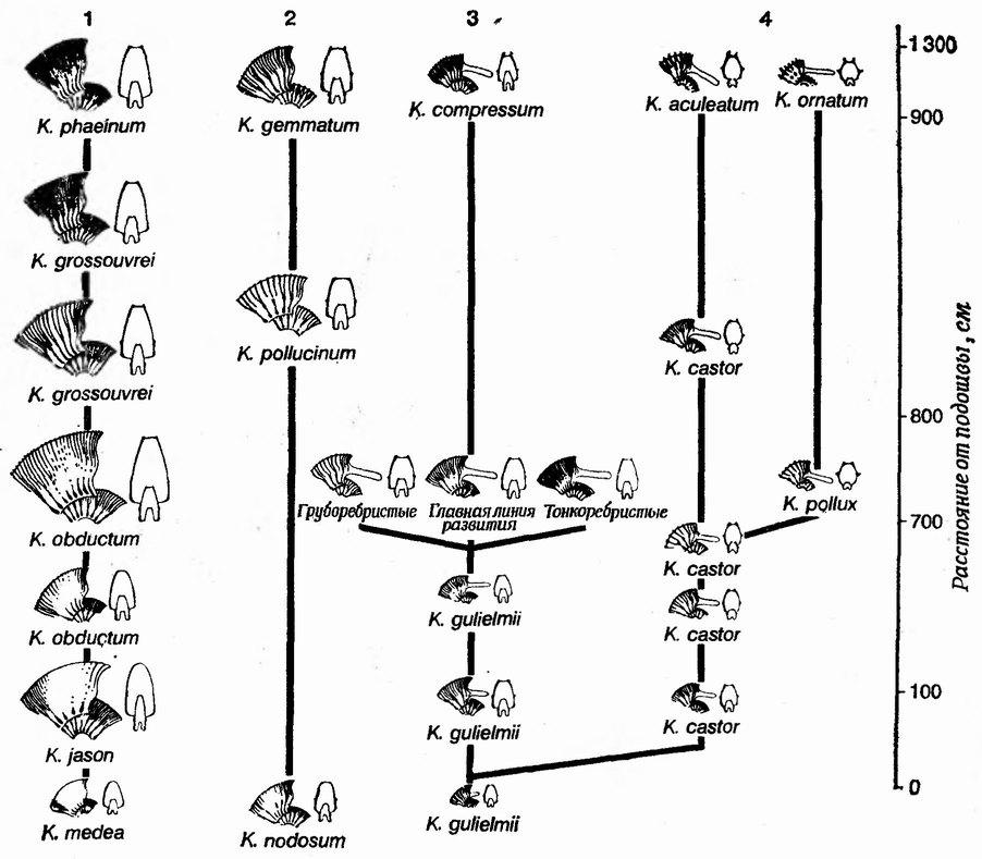 Фиг. 118. Почти непрерывные эволюционные ряды аммонитов рода Kosmoceras (оксфордские глины, верхняя юра, Питерборо, Англия) (из [234] по [18])