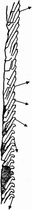 Фиг. 127. Граптолит Monograptus argentus [20]. У этой формы только образовавшиеся первыми ячейки, или теки, обладают новой (крючкообразной) формой (внизу). Стрелки указывают, куда направлено устье теки. В ходе эволюции были утрачены поздние стадии роста колонии и у некоторых видов крючкообразная форма утвердилась на всех стадиях