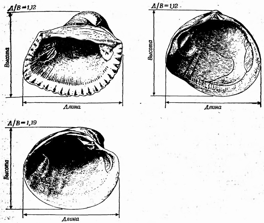 Фиг. 12. Внутренняя сторона створок трех видов двустворчатых моллюсков. Для всех трех форм соотношение выбранных нами главных параметров — длины и высоты — почти одинаково