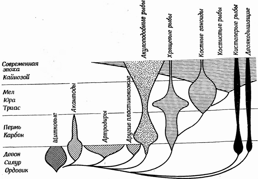 Фиг. 133. Схема геохронологического распространения основных групп рыб [32]