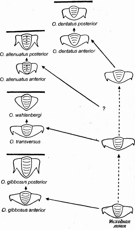 Фиг. 137. Итеративная эволюция формы пигидия (хвостовой области) у кембрийского рода трилобитов Olenus (из [197], по [98]). Обратите внимание на то, что в четырех отделившихся рядах происходили сходные морфологические изменения