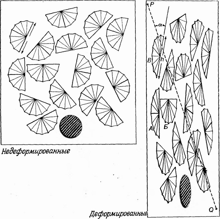 Фиг. 169. Влияние деформации на очертания двусторонне симметричных раковин брахиопод [155]. Первоначально все раковины имели одинаковые размеры