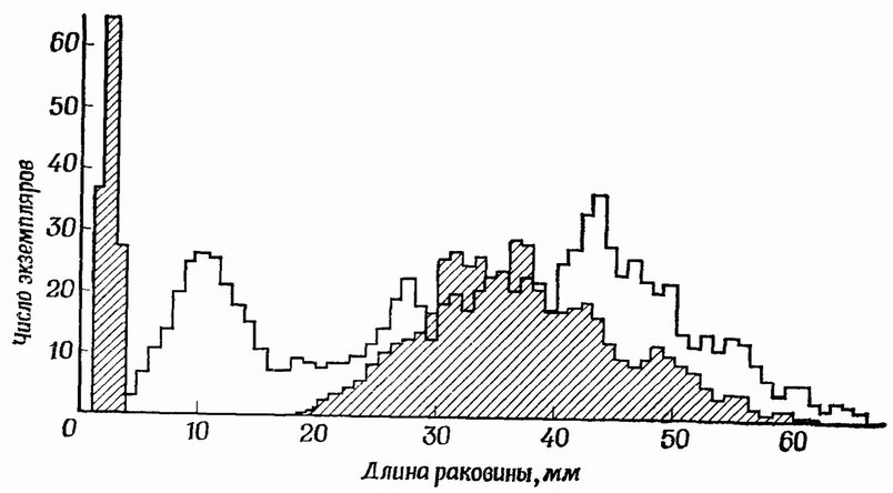 Фиг. 27. Зависимость между возрастом и размером в популяции [35]. Распределения длины раковины в популяции Mytilus eduhs из Госфорд Бэй, Шотландия Из популяции брали пробу в апреле 1961 г (заштрихованная диаграмма) и в ноябре того же года (незаштрихованная диаграмма) Пики слева на обеих диаграммах соответствуют более молодым моллюскам