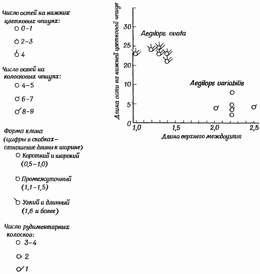 Фиг. 41. Диаграмма с условными значками, использованная для анализа морфологических различий между двумя видами Aegilops, ближайшего родича пшеницы [241]