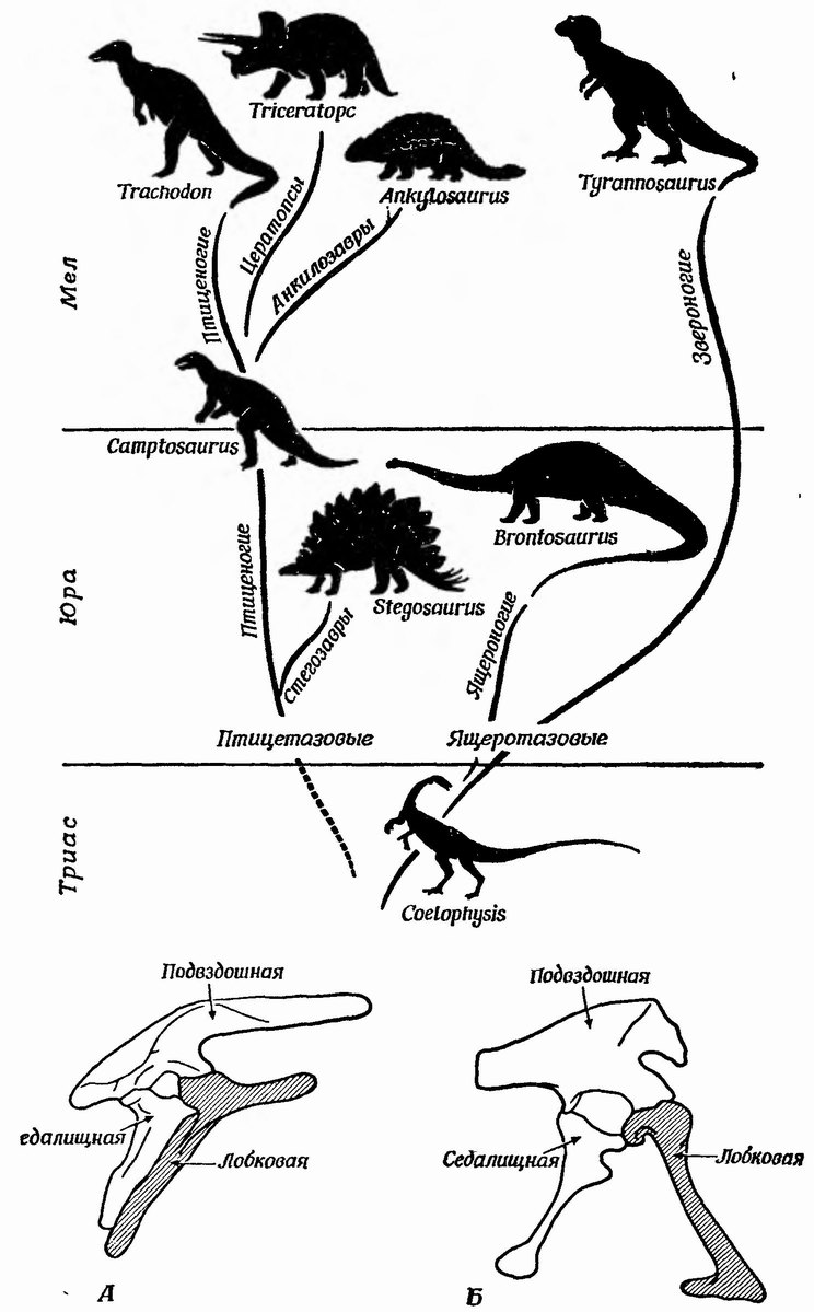 Фиг. 53. Два отряда динозавров, имеющих общее происхождение, но различающихся отроением таза. А. Птицетазые динозавры (Ornithischia). Б. Ящеротазые динозавры (Saurischia) [32]