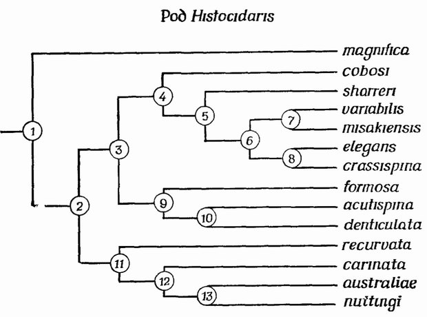 Фиг. 56. Дендрограмма рода морских ежей Histocidaris, построенная на основании ключа, воспроизведенного на стр. 150. Цифры соответствуют номерам тез и антитез ключа