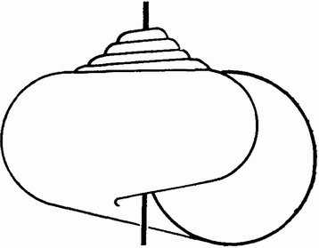 Фиг. 59. Раковина брюхоногого моллюска, у которого величина переноса оборота в ходе онтогенеза уменьшается [156]