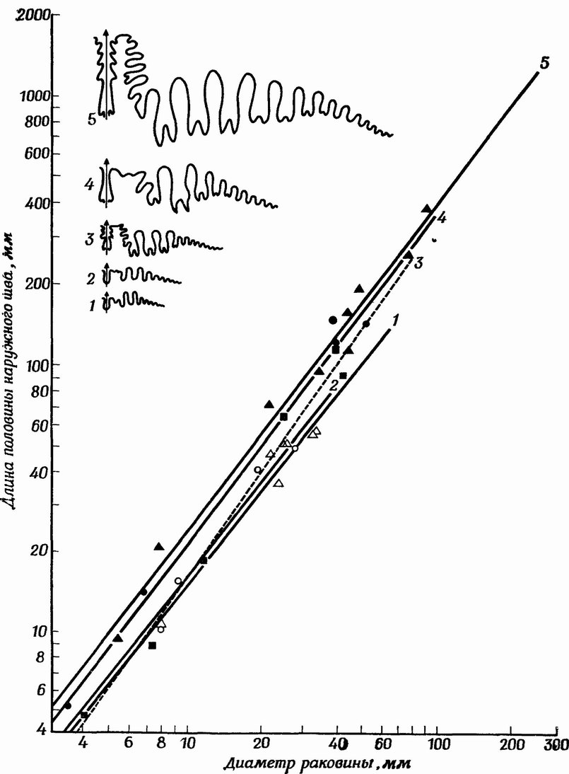 Фиг. 69. Аллометрическое возрастание сложности перегородочной линии в онтогенезе пяти палеозойских родов аммоноидей [133]. По вертикали отложена половина длины внешней перегородочной линии (У), по горизонтали — диаметр раковины (X) У всех родов с увеличением X экспоненциально растет У Поэтому в логарифмической шкале мы получаем прямолинейные графики, Вверху слева (1—5) изображены перегородочные линии взрослых особей пяти родов Черные треугольники — Medlicottia (5), пермь (у = 1,32 X<sup>1,24</sup>)’ черные кружки — Propinacoceras (4), пермь (Y = 1,10 X<sup>1,28</sup>), черные квадратики — Artinskia (5), пермь (Y =<sup>0,66</sup> X<sup>1,36</sup>), белые кружки — Uddentes (2), карбон (Y = 0,11 X<sup>1,23</sup>), белые треугольники — Prouddenites (1), карбон (Y = 0,11 X<sup>1,20</sup>)