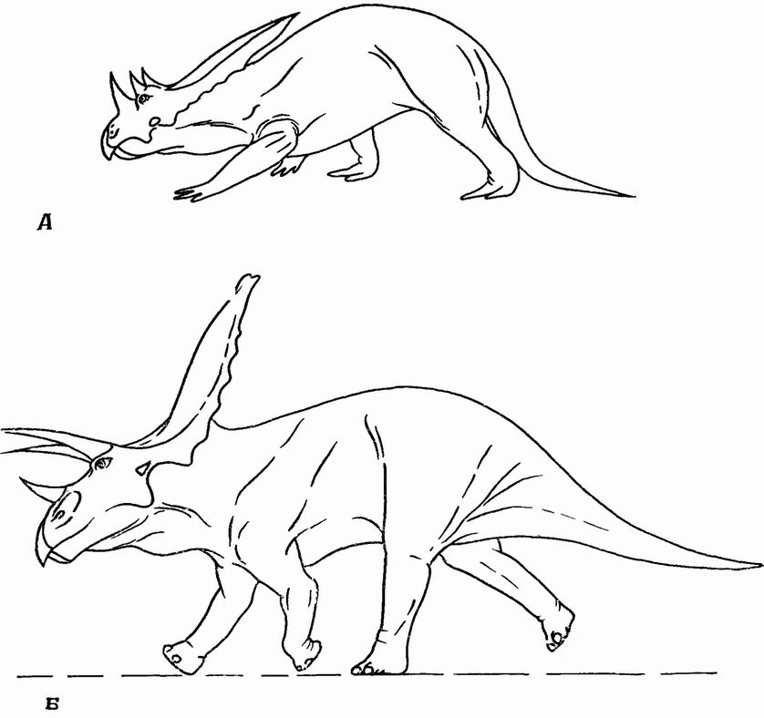 Фиг. 70. Реконструкция рогатых динозавров, близких к Triceratops [5]. A — Chasmosaurus в позе ползания, обычной для музейных и книжных реконструкций цератопсов Б — Torosaurus в «приподнятой» позе, на которую указывают новые исследования механических свойств конечностей динозавров