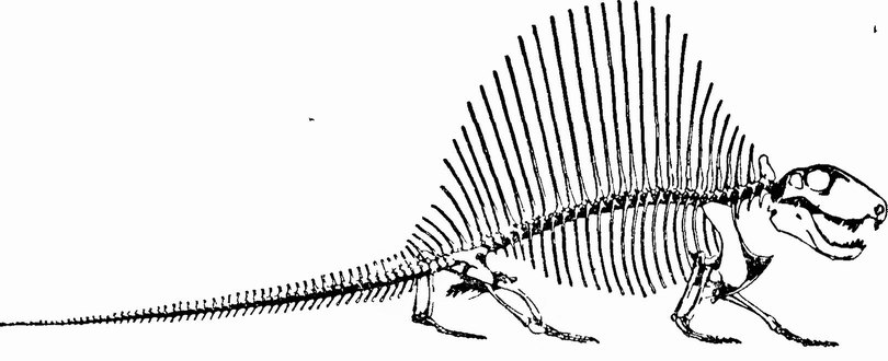 Фиг. 72. Скелет Dimetrodon [167]. Максимальная длина около 3,5 м