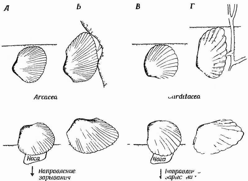 Фиг. 75 Конвергенция между роющими и прикрепленными при помощи биссуса двустворчатыми моллюсками Arcacea и Carditacea (из [208], с изменениями). А и Б Anadara oralis и A antiquata (Arcacea) В и Г Venericardia borealis и Cardita floridana (Carditacea). На верхних рисунках четыре вида показаны в их прижизненных положениях На нижних рисунках два вида моллюсков с равносторонними раковинами зарываются в осадок два других вида с вытянутыми раковинами показанные тут же при про икновеиии в осадок встречали бы гораздо большее сопротивление