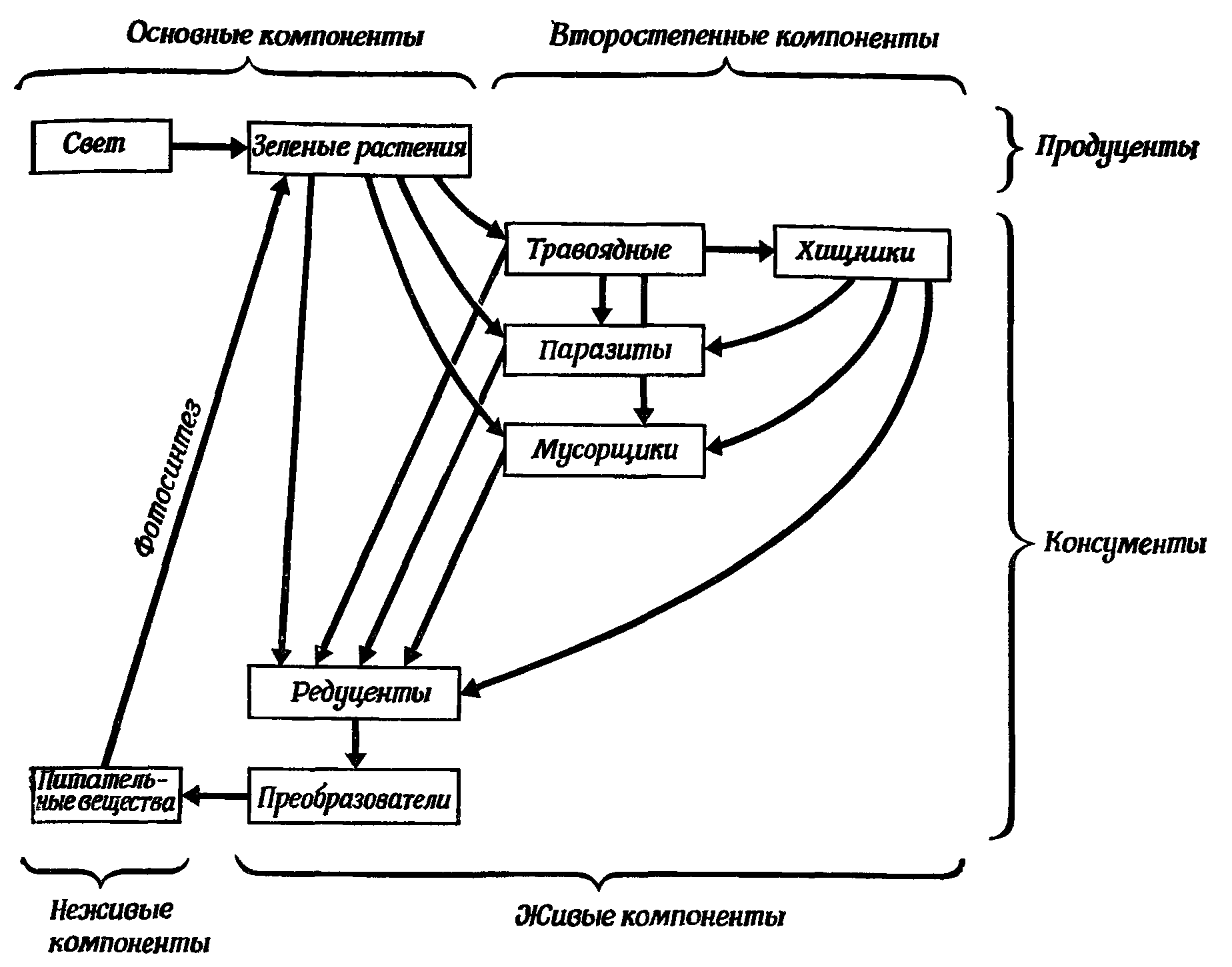 Фиг. 77. Схема потоков вещества через типичную экосистему (из [28], с изменениями)