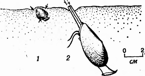 Фиг. 84. Моллюски из надсемейства Nuculacea. 1 — Nucula и 2 — Yoldia; эти организмы питаются с помощью отростков, расположенных в околоротовой области, — так называемых придатков ротовых щупалец