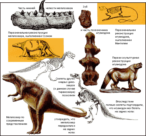 Первые находки и первоначальные представления о динозаврах