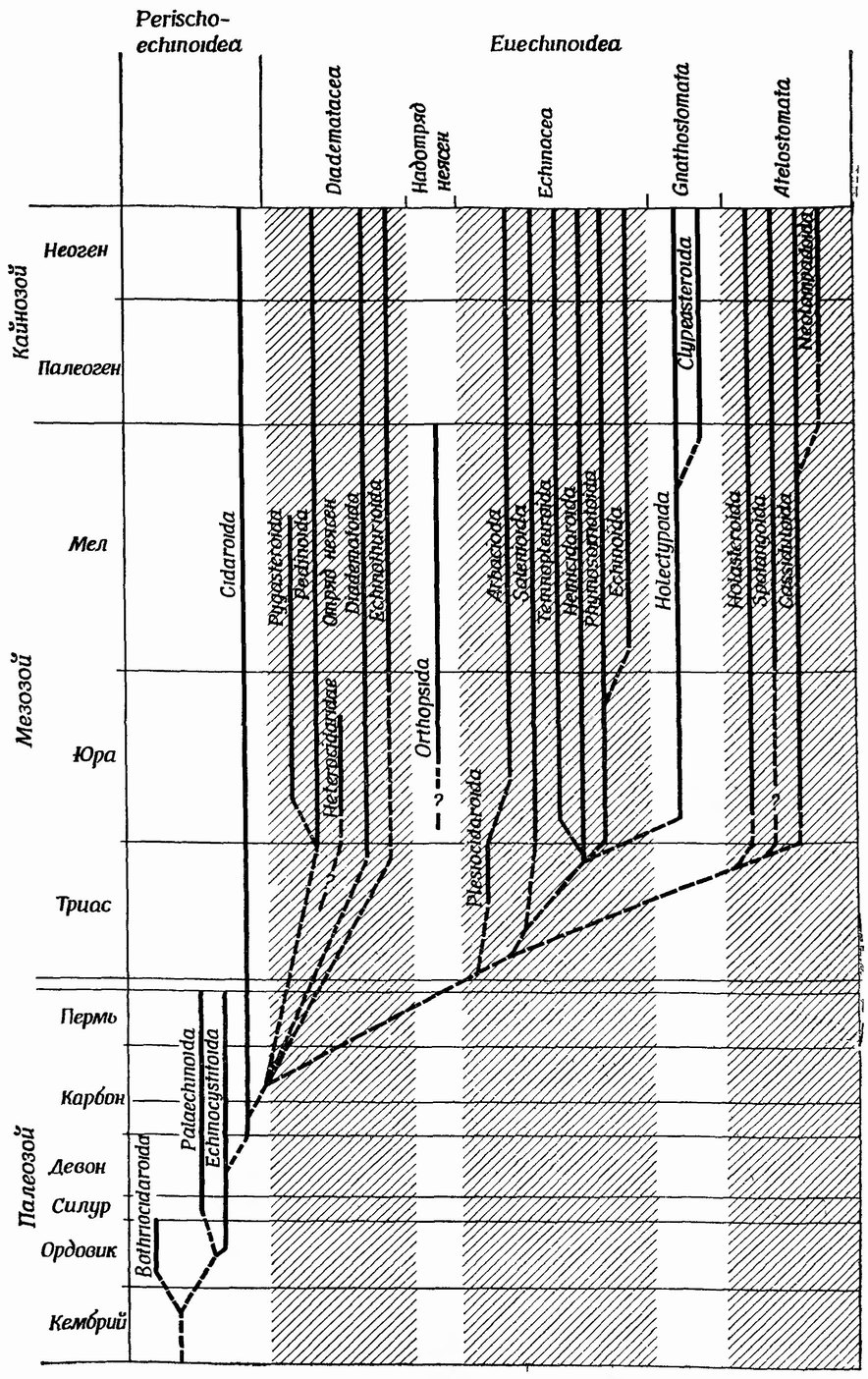 Фиг. 46. Филогения класса Echinoidea, основанная на стратиграфическом распространении представителей разных отрядов и предполагаемом эволюционном родстве. Перерыв между пермью и триасом на схеме объясняется изменением вертикального маcштаба [48]