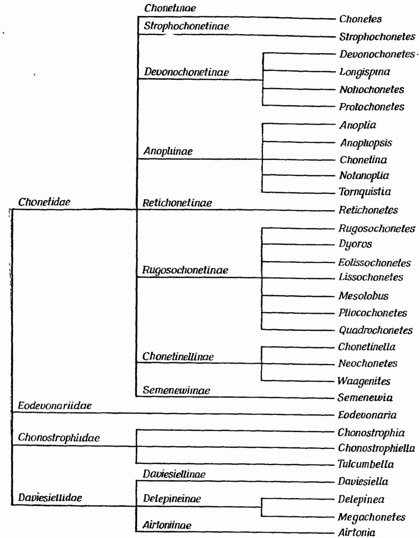 Фиг. 50. Классификация вымершего надсемейства брахиопод Chonetacea, изображенная в виде дендрограммы (из [171] по [132])